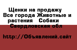 Щенки на продажу - Все города Животные и растения » Собаки   . Свердловская обл.